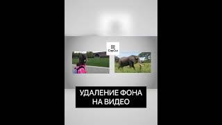 удаление фона на видео