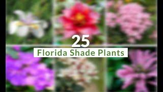25 Florida Plants That Grow In Shade
