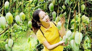 How to harvest mangoes on the mountain to sell at the market | Minh Daily Harvesting