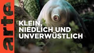 Bärtierchen - Winzig, aber hart im Nehmen | Doku HD | ARTE