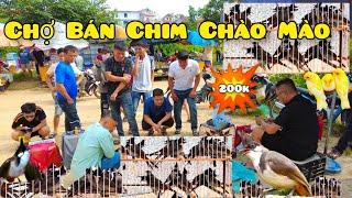 Vào Mùa Bẫy Chào Mào Bày Bán Khắp Chợ Rẻ Chưa Từng Thấy Chỉ 200K Một Con