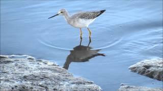 Greater Yellowlegs at East Bay, Olympia, WA