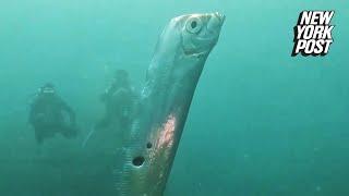 Divers encounter enormous ‘doomsday fish’ riddled with shark bites