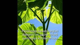 Pavlovniya daraxti dunyoda eng tez o'suvchi 20 daraxtni biri murojaat uchun 916691121