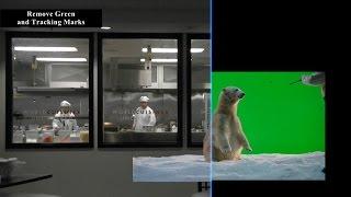 Polar Bear AE Green Screen & Tracking - VFX TEST