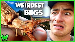 Top 5 Strangest Insects That Will Blow Your Mind