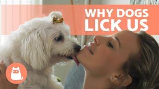 Why Does My DOG LICK ME?  (Face, Feet, Hand and Ear Licking)