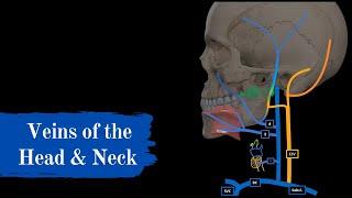 Veins of the Head and Neck (Mnemonics + Quiz)