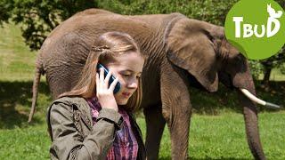 Dickhäuter (Folge 6) | Tiere bis unters Dach