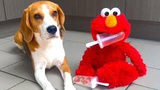 Funny DOG vs ELMO Prank