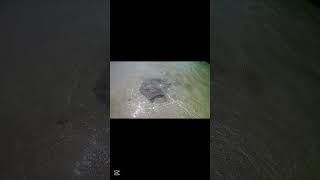 Stingrays in Crystal Clear Waters of Punta Uva  A Magical Beach Encounter!