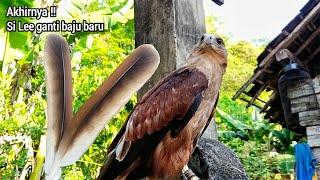 BURUNG ELANG SI LEE MULAI GANTI BULU BARU