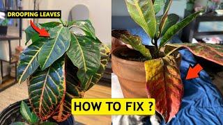 How to fix Croton leaves drooping