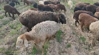 (769) овца матка на охоте с месячным ягненком..