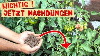 Tomaten, Gurken, Paprika und anderes Gemüse im Sommer Nachdüngen bevor ein Nährstoffmangel entsteht.