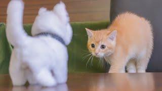 What interesting reactions will the two kittens have when they see the same simulated kitten?