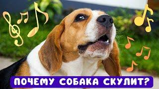  Почему собака скулит?