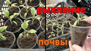 ‍ОЧЕНЬ ВАЖНАЯ ПРОЦЕДУРА ДЛЯ РАССАДЫ. РЫХЛЕНИЕ И ПОДСЫПКА ГРУНТА