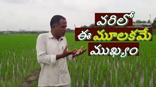 వరిలో ఈ మూలకమే ముఖ్యం | Varilo ee mulakame mukyam | Karshaka Nestham