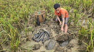 Khai boy catch fish, in the dry season snakeheads and turtles hide under the mud.