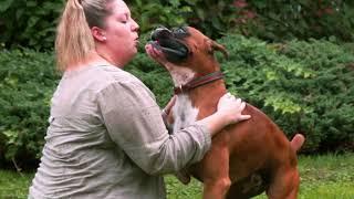 AKC Dog Breed Video – Boxer