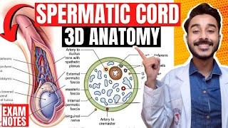 spermatic cord anatomy 3d | anatomy of spermatic cord contents | covering of spermatic cord anatomy