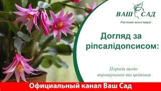 Догляд за ріпсалідопсисом: Поради щодо вирощування та цвітіння. Ваш сад