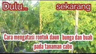 Cara mengatasi rontok daun dan bunga pada tanaman cabe