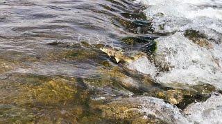 Qinghai's naked carp undertake annual migration