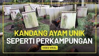 Viral Video Kandang Ayam Unik Didesain Seperti Perkampungan, Tak Ada Kesan kumuh dan Bau