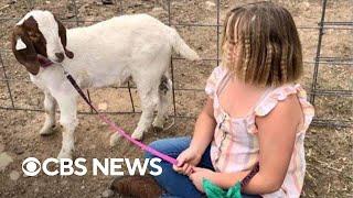 Family sues after 9-year-old girl's goat is slaughtered