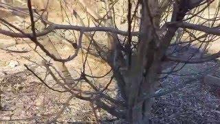 Pruning a neglected apple tree