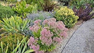 What's Blooming in My Zone 7 Water Wise Landscape in August