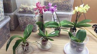 орхидеи из Европы и Азии в чём отличия ухода после покупки?