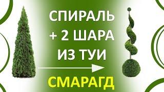 ТУЯ СПИРАЛЬ | СТРИЖКА ТУИ - ТОПИАР | СЕКРЕТЫ ХВОЙНЫХ |THUJA SMARAGD| стрижкатуиминск|@LORD_OF_GARDEN_BELARUS