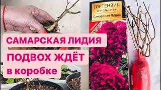 САЖЕНЕЦ ГОРТЕНЗИИ САМАРСКАЯ ЛИДИЯ / новинки в саду