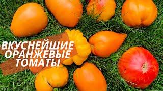 Обалденные золотые томаты. Лучшие оранжевые томаты в моей коллекции. Awesome golden tomatoes.