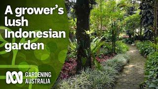 Taman rimbun milik petani yang penuh dengan tanaman asli Indonesia | Khas Indonesia | Berkebun Australia