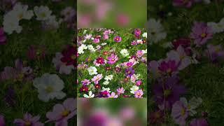 Beauty of Cosmos flowers #cosmos #flowers #viral