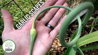 Garlic Scapes HARVEST | Everything You Need to Know