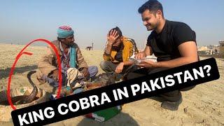 KING COBRA IN PAKISTAN ? | EXPOSED | AZLAN SHAH