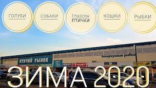 Птичий рынок Москвы. Зима 2020. Голуби, собаки, грызуны, птички, кошки, рыбки.