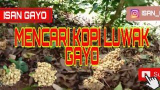 MENCARI KOPI LUWAK ARABIKA GAYO DI KEBUN DEKAT GUNUNG API