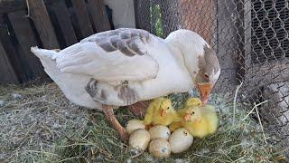 ЛУПЛЯТЬСЯ ГУСЕНЯТА ПІД ГУСКОЮ І ІНДИЧКОЮ. ПЕРЕВОЖУ СІНО. МИХАСЬ ПАСЕ СТАРШИХ ГУСЯТ