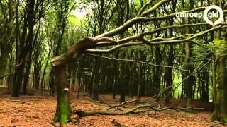 Speulderbos proeftuin Staatsbosbeheer