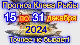 Календарь клева рыбы с 15 по 31 декабря 2024 Прогноз клева рыбы Лунный Календарь рыбака 2024!