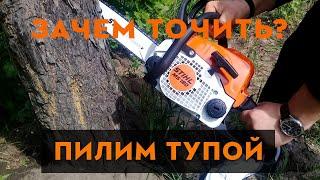 Пиление тупой цепью.Что будет?!