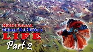 MultiColored Galaxy Koi Betta's Life | Breeding Betta Fish | How to Grow Betta Fish (Part 2)