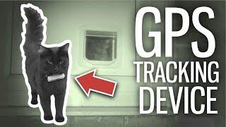 I GPS Tracked My Cats For 24 Hours