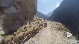 Viral Video UK: Sheep encounter on worlds most dangerous road